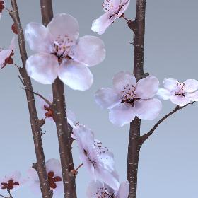 Cherry Blossom